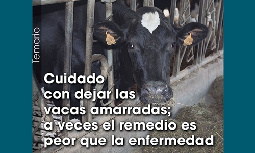 Cuidado con dejar las vacas amarradas; a veces el remedio es peor que...