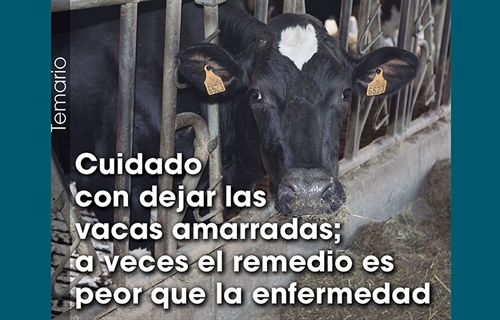 Cuidado con dejar las vacas amarradas; a veces el remedio es peor que...