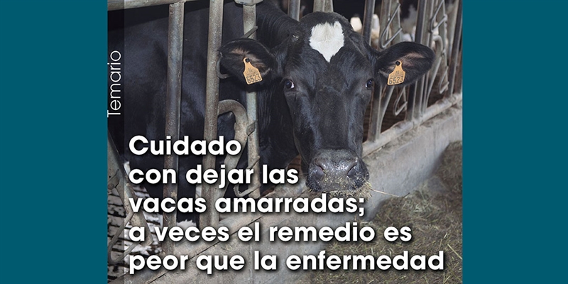 Cuidado con dejar las vacas amarradas; a veces el remedio es peor que la enfermedad