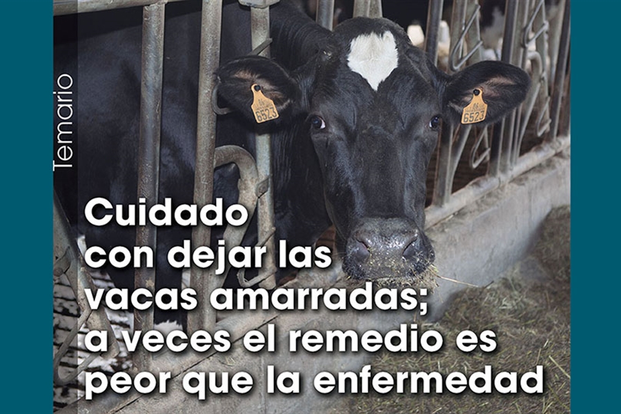 Cuidado con dejar las vacas amarradas; a veces el remedio es peor que...