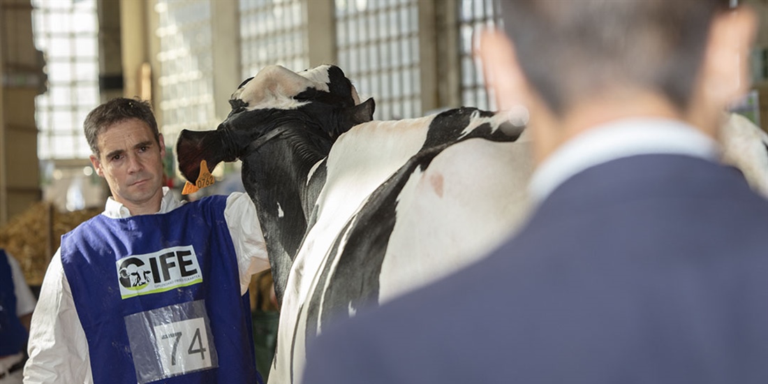 Otra mirada al XV Concurso de Raza Frisona de Euskal Herria 2024