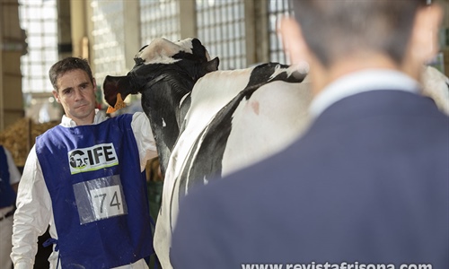 Otra mirada al XV Concurso de Raza Frisona de Euskal Herria 2024