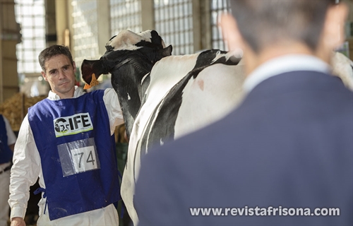 Otra mirada al XV Concurso de Raza Frisona de Euskal Herria 2024