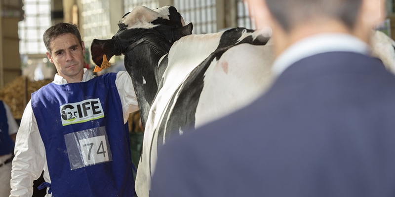 Otra mirada al XV Concurso de Raza Frisona de Euskal Herria 2024