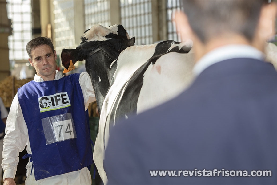 Otra mirada al XV Concurso de Raza Frisona de Euskal Herria 2024