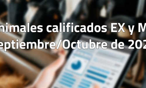 Animales calificados EX y MB en septiembre y octubre de 2024