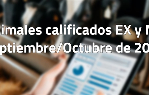 Animales calificados EX y MB en septiembre y octubre de 2024