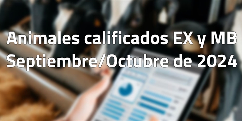 Animales calificados EX y MB en septiembre y octubre de 2024
