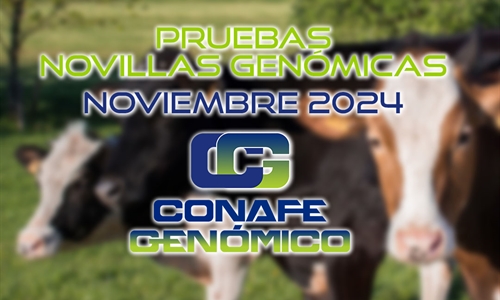 Actualizacin de las pruebas genmicas de Hembras CONAFE Noviembre 2024