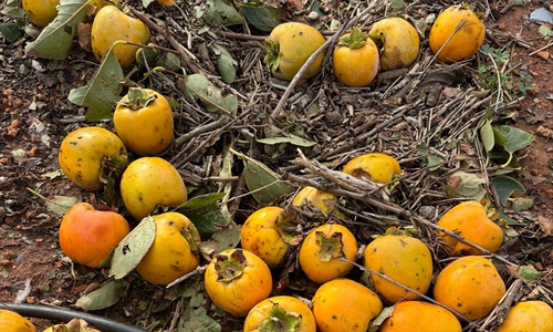 Agroseguro inicia hoy, con 13,2 millones de euros, el pago de...