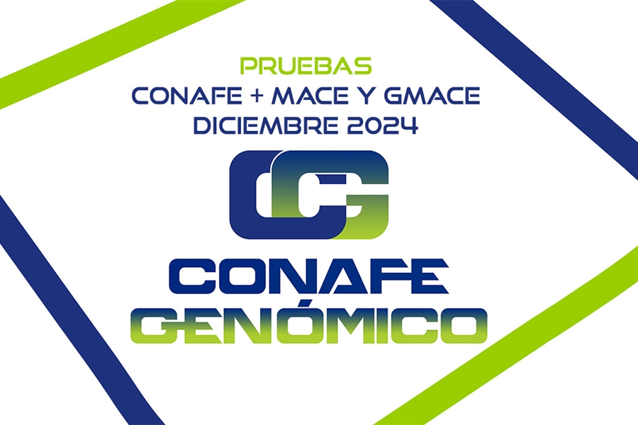 Nuevas pruebas CONAFE + MACE y GMACE Diciembre 2024