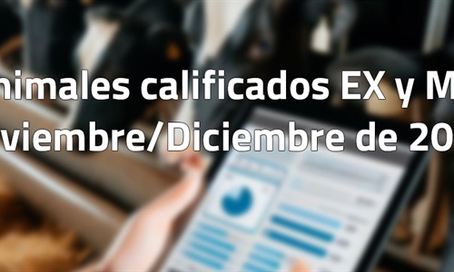 Animales calificados EX y MB en noviembre y diciembre de 2024