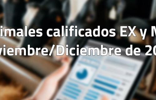 Animales calificados EX y MB en noviembre y diciembre de 2024
