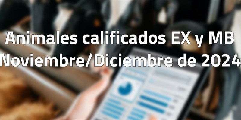 Animales calificados EX y MB en noviembre y diciembre de 2024