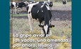 La gripe aviar en las vacas, una amenaza, por ahora, lejana