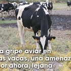 La gripe aviar en las vacas, una amenaza, por ahora, lejana