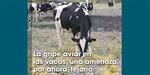 La gripe aviar en las vacas, una amenaza, por ahora, lejana