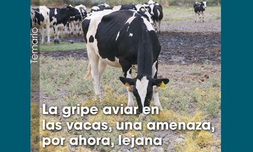 La gripe aviar en las vacas, una amenaza, por ahora, lejana