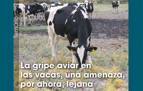 La gripe aviar en las vacas, una amenaza, por ahora, lejana