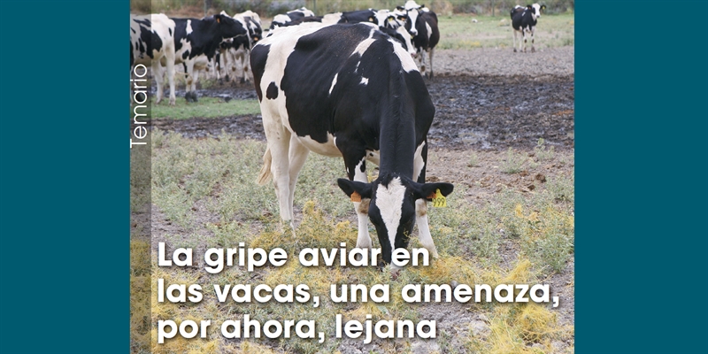 La gripe aviar en las vacas, una amenaza, por ahora, lejana
