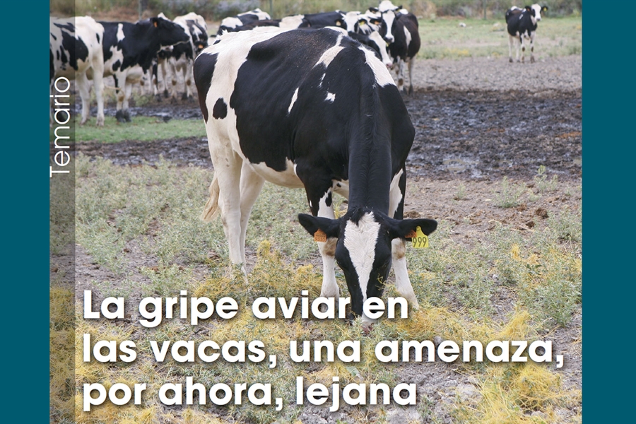 La gripe aviar en las vacas, una amenaza, por ahora, lejana