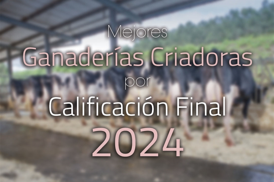 Mejores ganaderas criadoras por Calificacin Final de 2024