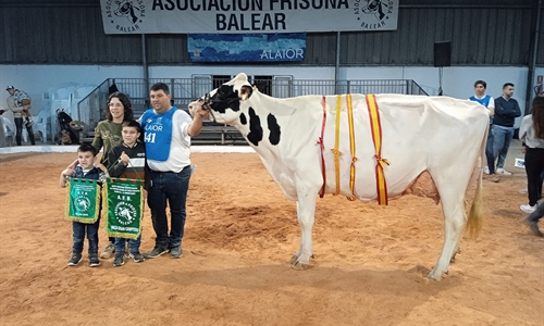 37 Concurso Morfolgico de Ganado Vacuno Frisn de Menorca 2025