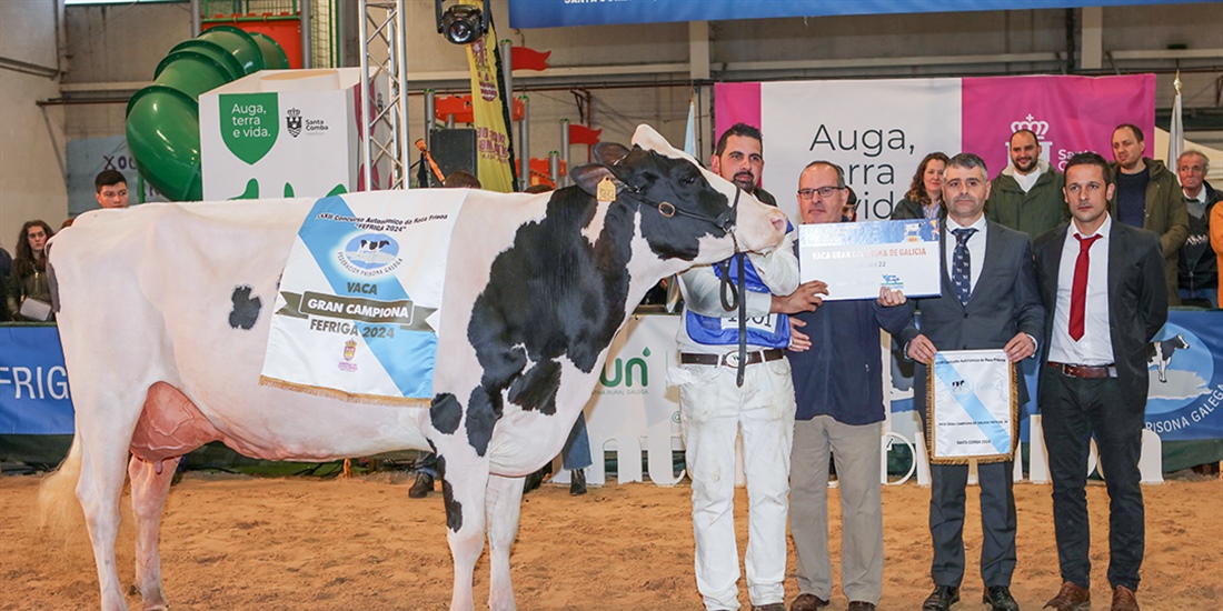 Un total de 159 animales de raza frisona de Espaa y Portugal...