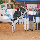 Un total de 159 animales de raza frisona de Espaa y Portugal competirn en Abanca Cimag-GandAgro 2025 (Silleda, Galicia)