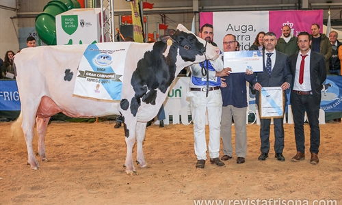 Un total de 159 animales de raza frisona de Espaa y Portugal...