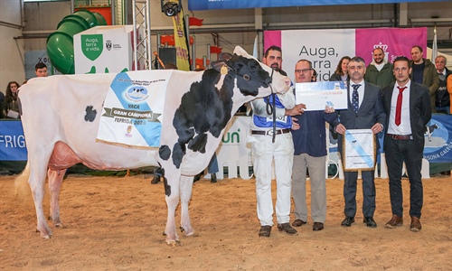Un total de 159 animales de raza frisona de Espaa y Portugal...