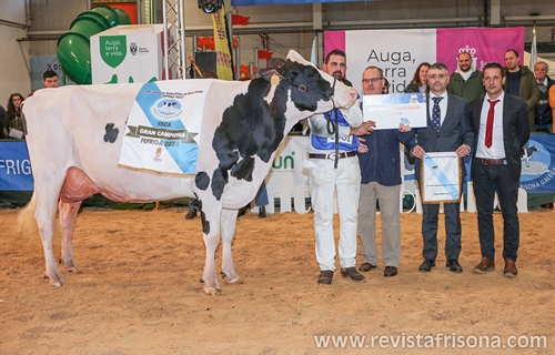 Un total de 159 animales de raza frisona de Espaa y Portugal...