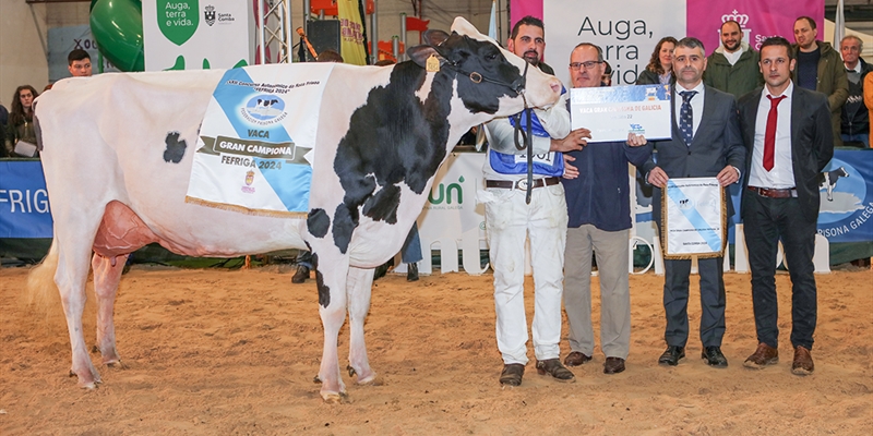 Un total de 159 animales de raza frisona de Espaa y Portugal competirn en Abanca Cimag-GandAgro 2025 (Silleda, Galicia)