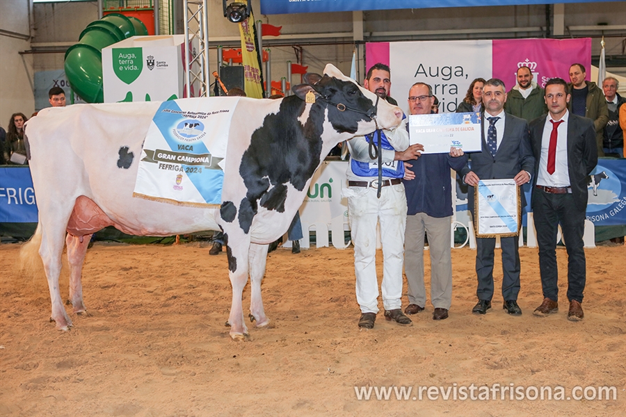 Un total de 159 animales de raza frisona de Espaa y Portugal...