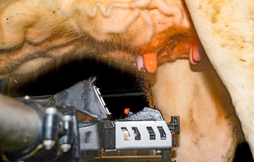 DeLaval lanza Titan, un desinfectante de pezones para sistemas...