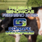 Actualizacin de las pruebas genmicas de Hembras CONAFE Febrero 2025