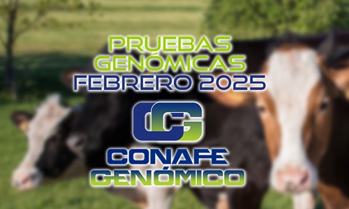 Actualizacin de las pruebas genmicas de Hembras CONAFE Febrero 2025