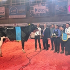 Miajones MN Stoneden Ferne 822 (Los Miajones), Vaca Gran Campeona del Usas Holstein 2025