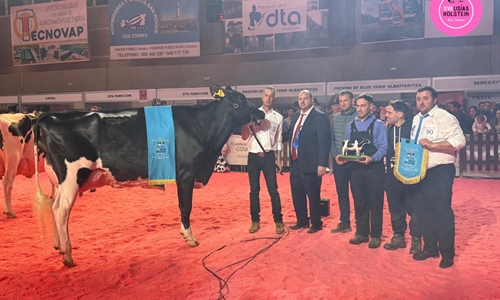 Miajones MN Stoneden Ferne 822 (Los Miajones), Vaca Gran Campeona del...