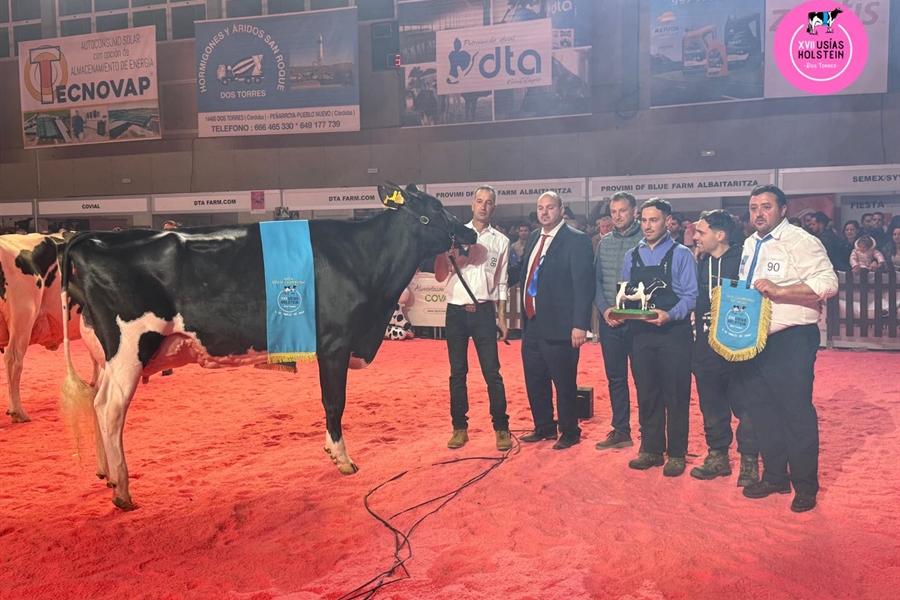 Miajones MN Stoneden Ferne 822 (Los Miajones), Vaca Gran Campeona del...