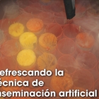 Refrescando la tcnica de inseminacin artificial
