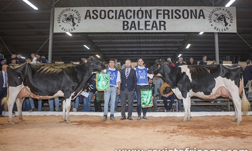 Torrellafuda Unix Gala y Sonfosquet Snowgalaxy Minesota, Vaca Gran...