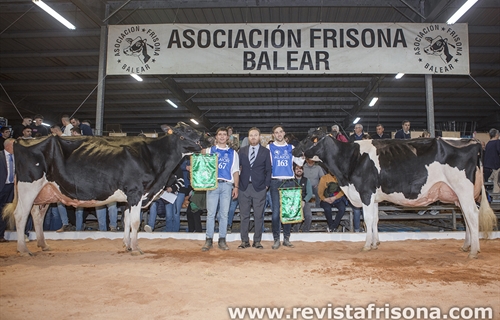 Torrellafuda Unix Gala y Sonfosquet Snowgalaxy Minesota, Vaca Gran...
