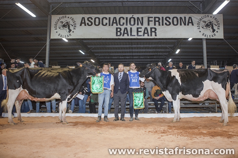 Torrellafuda Unix Gala y Sonfosquet Snowgalaxy Minesota, Vaca Gran...