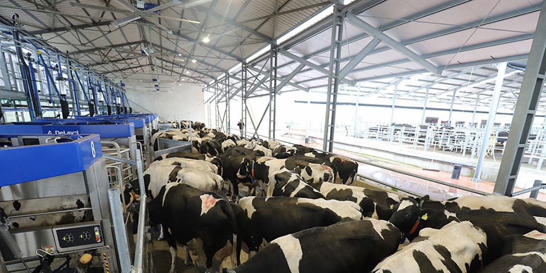 DeLaval VMS Batch Milking, una solucin de ordeo por lotes con robots...