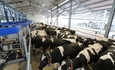 DeLaval VMS Batch Milking, una solucin de ordeo por lotes con robots para grandes rebaos