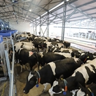 DeLaval VMS Batch Milking, una solucin de ordeo por lotes con robots para grandes rebaos