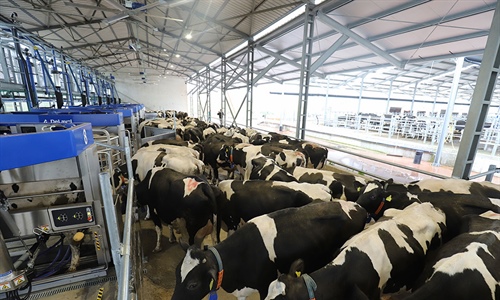 DeLaval VMS Batch Milking, una solucin de ordeo por lotes con robots...