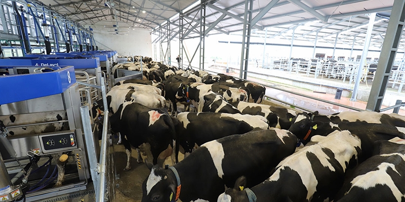 DeLaval VMS Batch Milking, una solucin de ordeo por lotes con robots para grandes rebaos