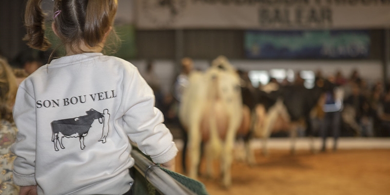 Otra mirada al XXXVII Concurso Morfolgico de Ganado Vacuno Frisn de Menorca 2025
